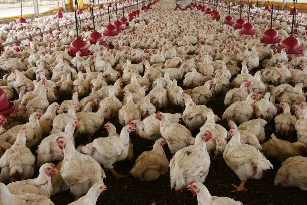Gripe aviária: Brasil suspende exportações de frango para 16 países e União Europeia