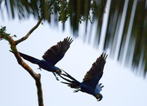 Dia da Amazônia: Pesquisadora ressalta a importância da conservação das florestas de Carajás