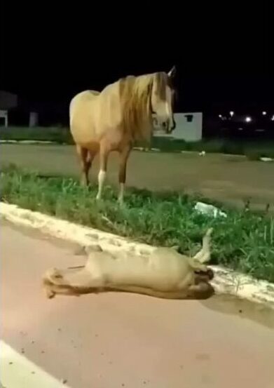 Potro ferido é encontrado às margens da avenida Nova Carajás em Parauapebas