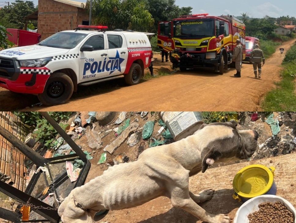 Polícia Militar e Corpo de Bombeiros resgatam Pitbull vítima de maus-tratos em Parauapebas